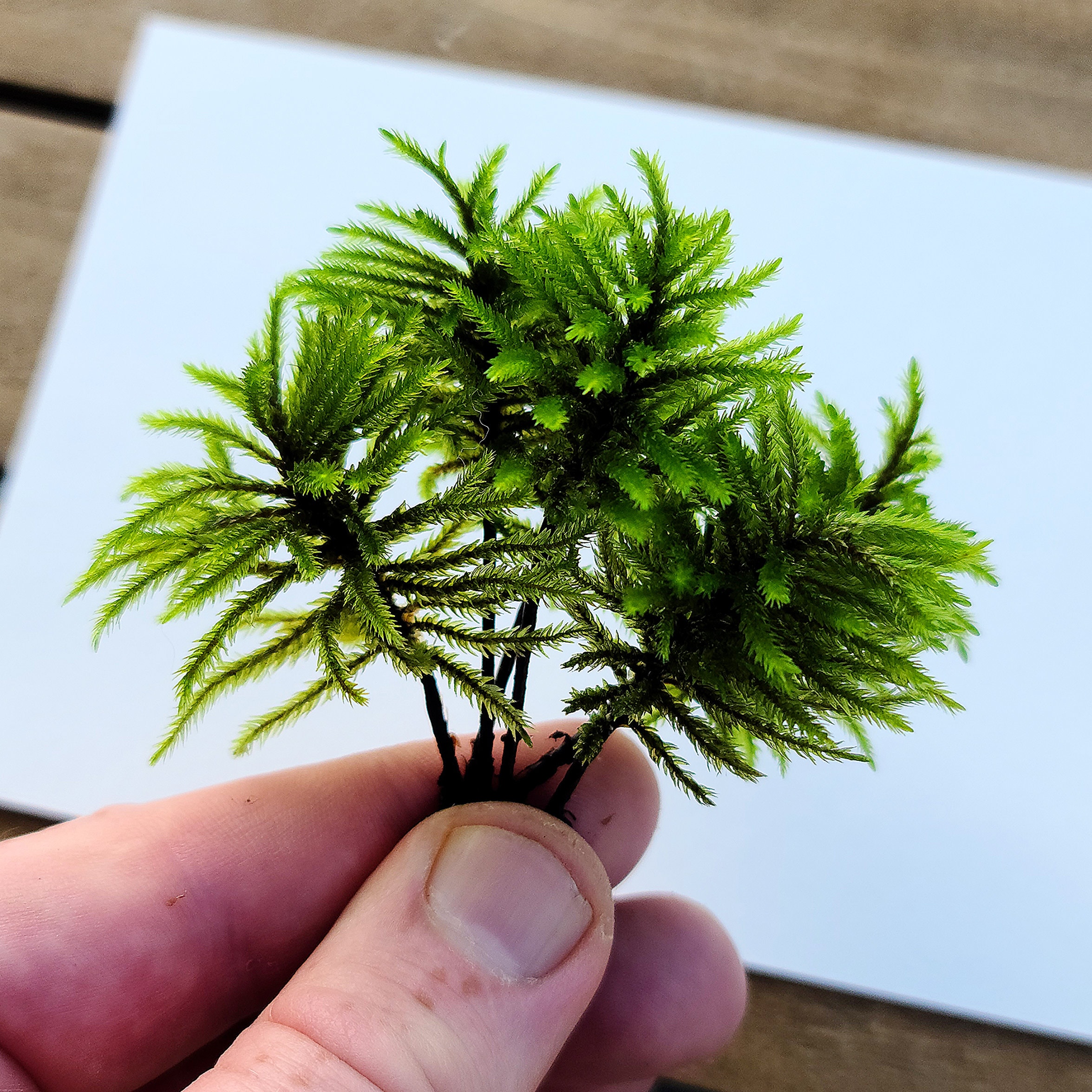 Tree Moss (Climacium Americanum / Dendroides) Rare Live Moss for