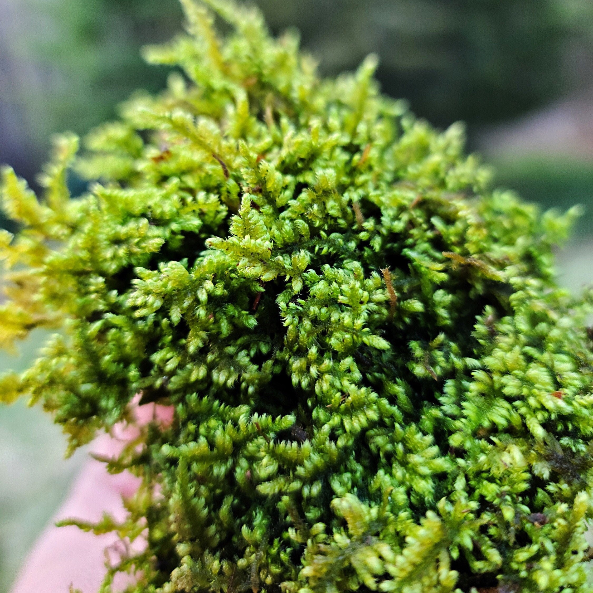 Brocade Moss (Hypnum Imponens) Live Moss for Terrarium Vivarium Riparium  Kokedama