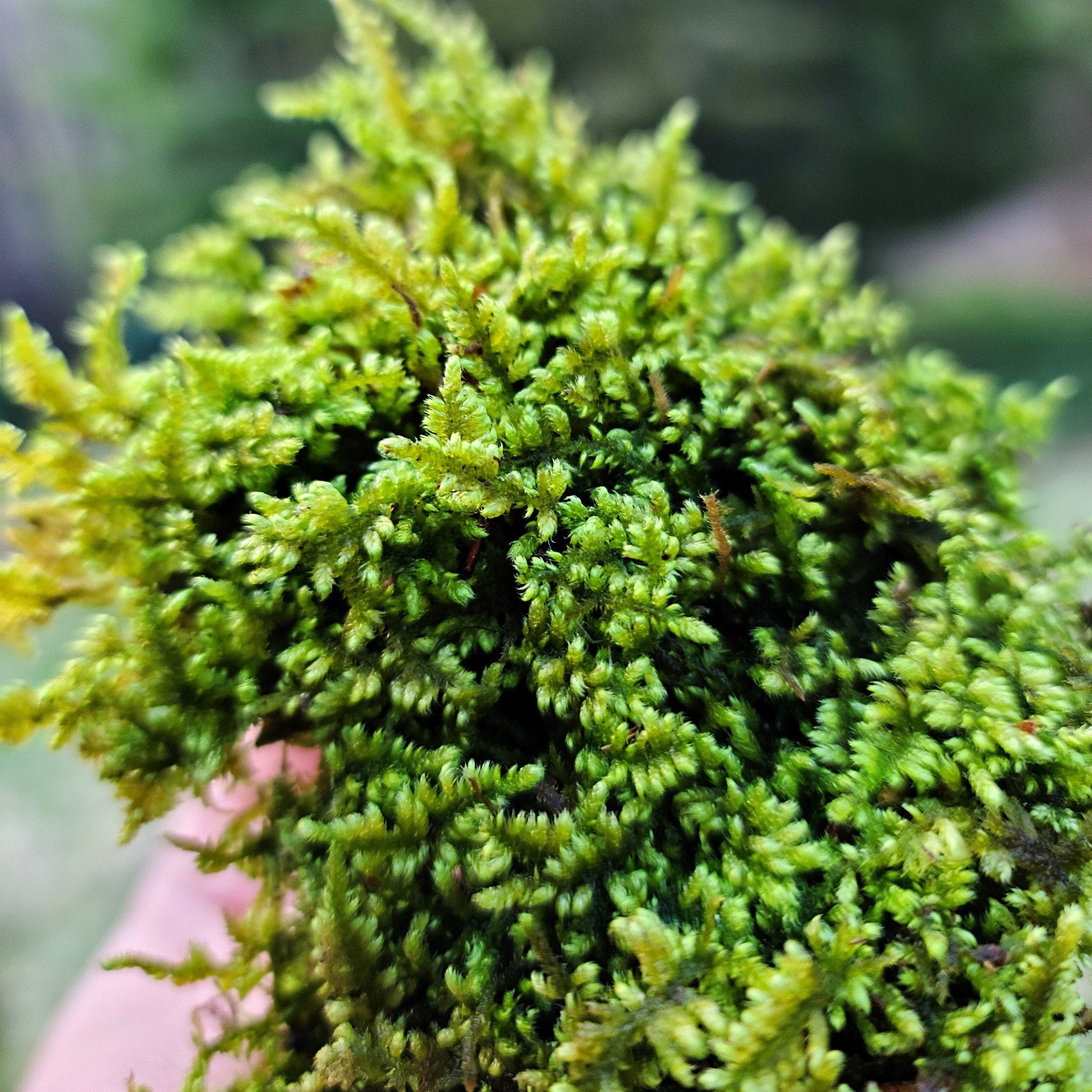 Brocade Moss (Hypnum Imponens) Live Moss for Terrarium Vivarium