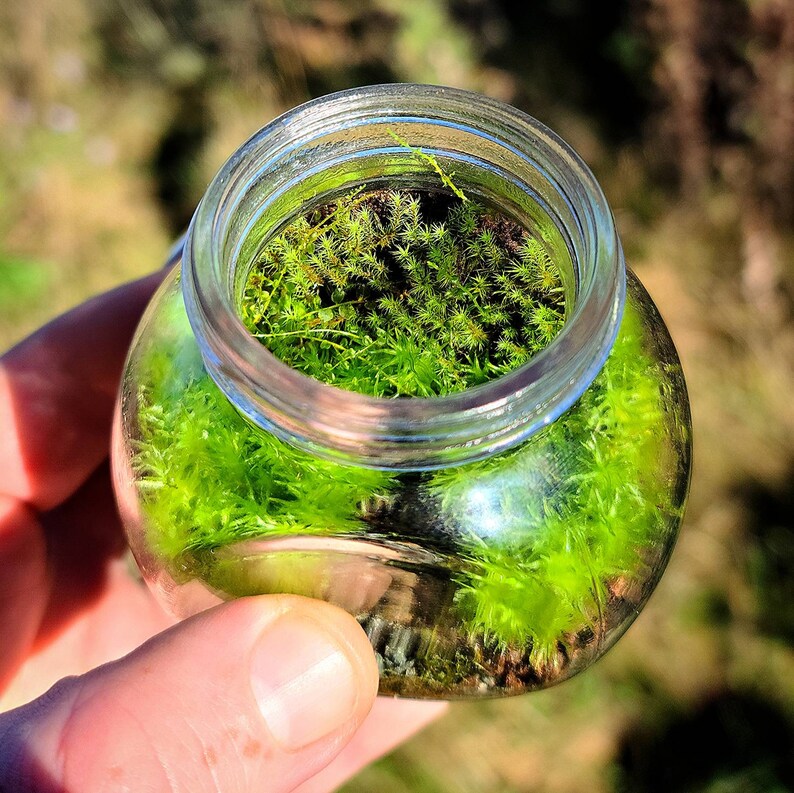 Terrarium Modeling Soil by Green Mountain Moss 5oz Small Bag Etsy