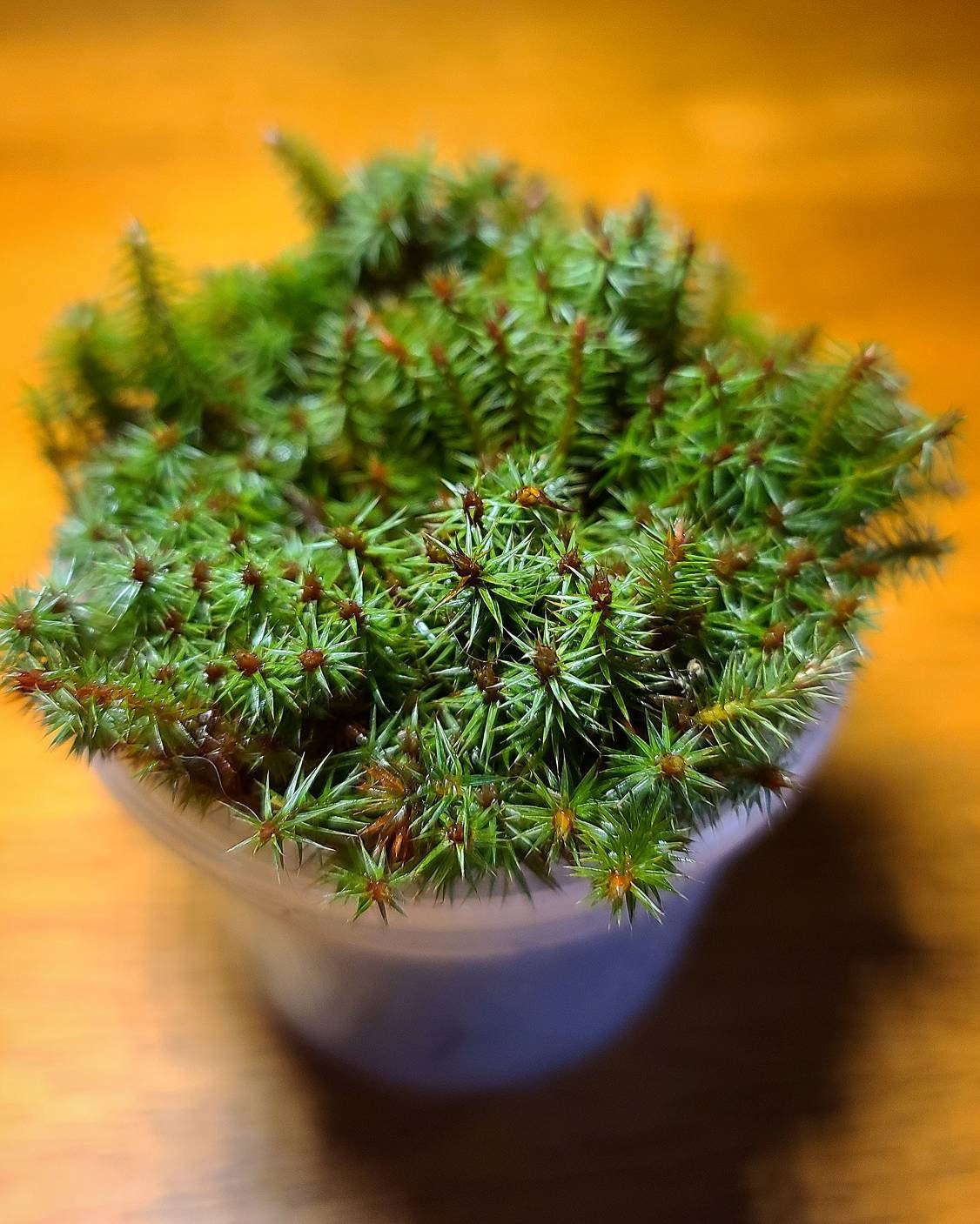 Juniper Haircap Moss (Polytrichum Junipernum) Live Moss for Terrarium Riparium Vivarium Paludarium