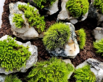 Mood Moss on White Quartz - Dicranum Spp. on Natural Quartz Rock - Terrarium Ready Live Moss Rocks