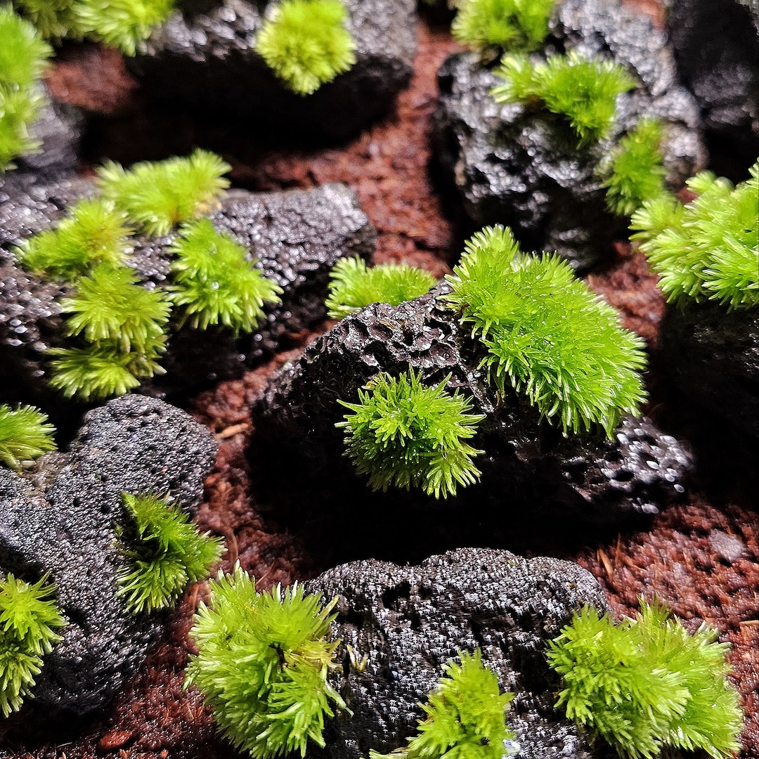 Pincushion Moss on Black Lava Stone Leucobryum Glaucum on Rock