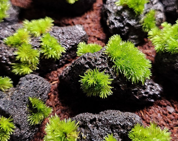 Featured listing image: Pincushion Moss on Black Lava Stone - Leucobryum Glaucum on Rock - Terrarium Ready Live Moss Rocks