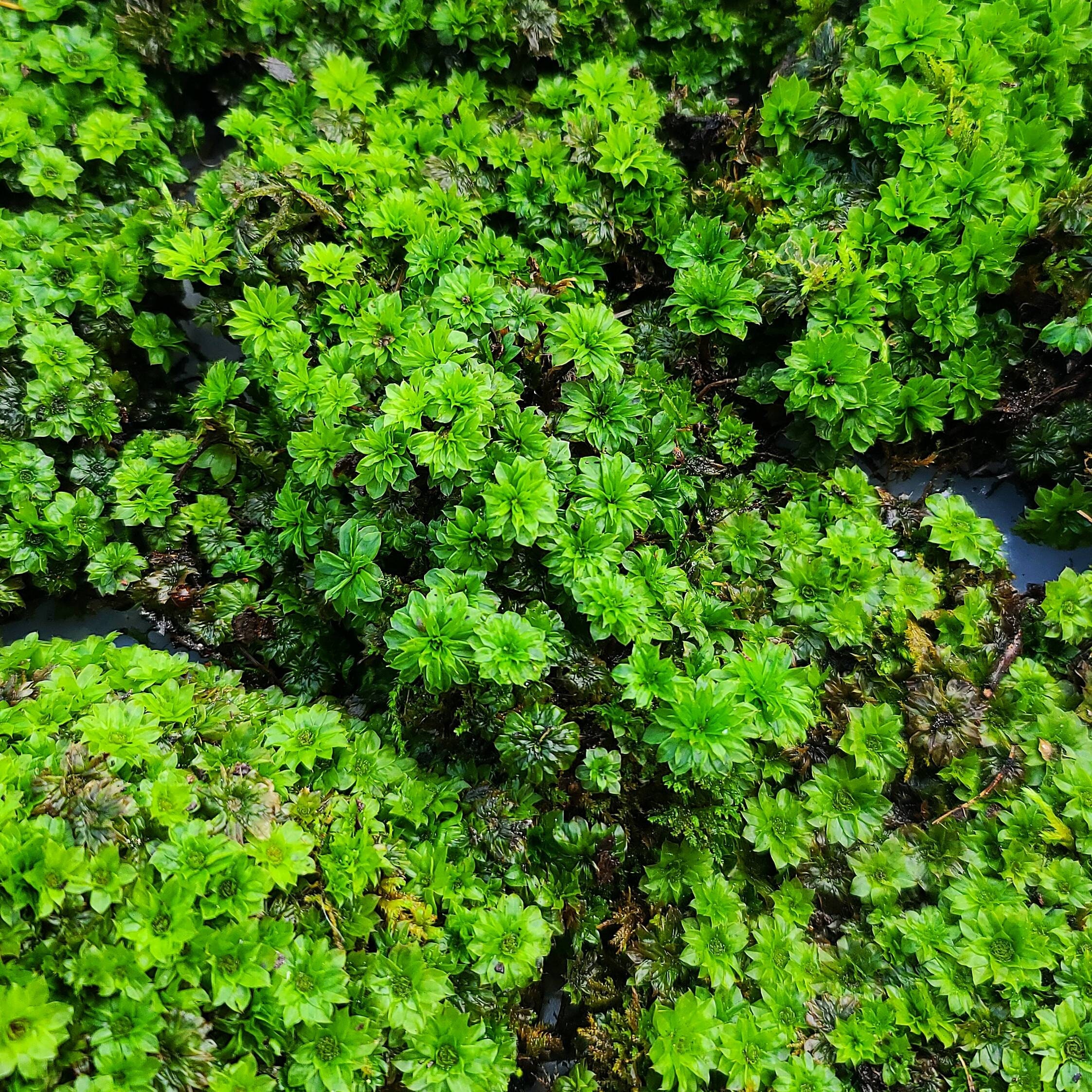 Rose Moss (Rhodobryum Ontariense) Rare Delicate Live Moss for Terrarium  Vivarium Riparium Paludarium (10/20 Plants)