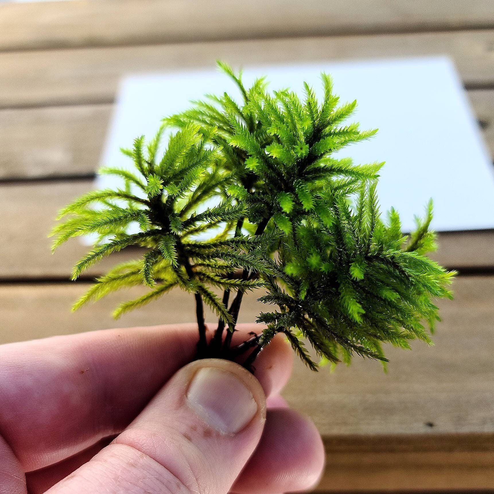 Tree Moss (Climacium Americanum / Dendroides) Rare Live Moss for