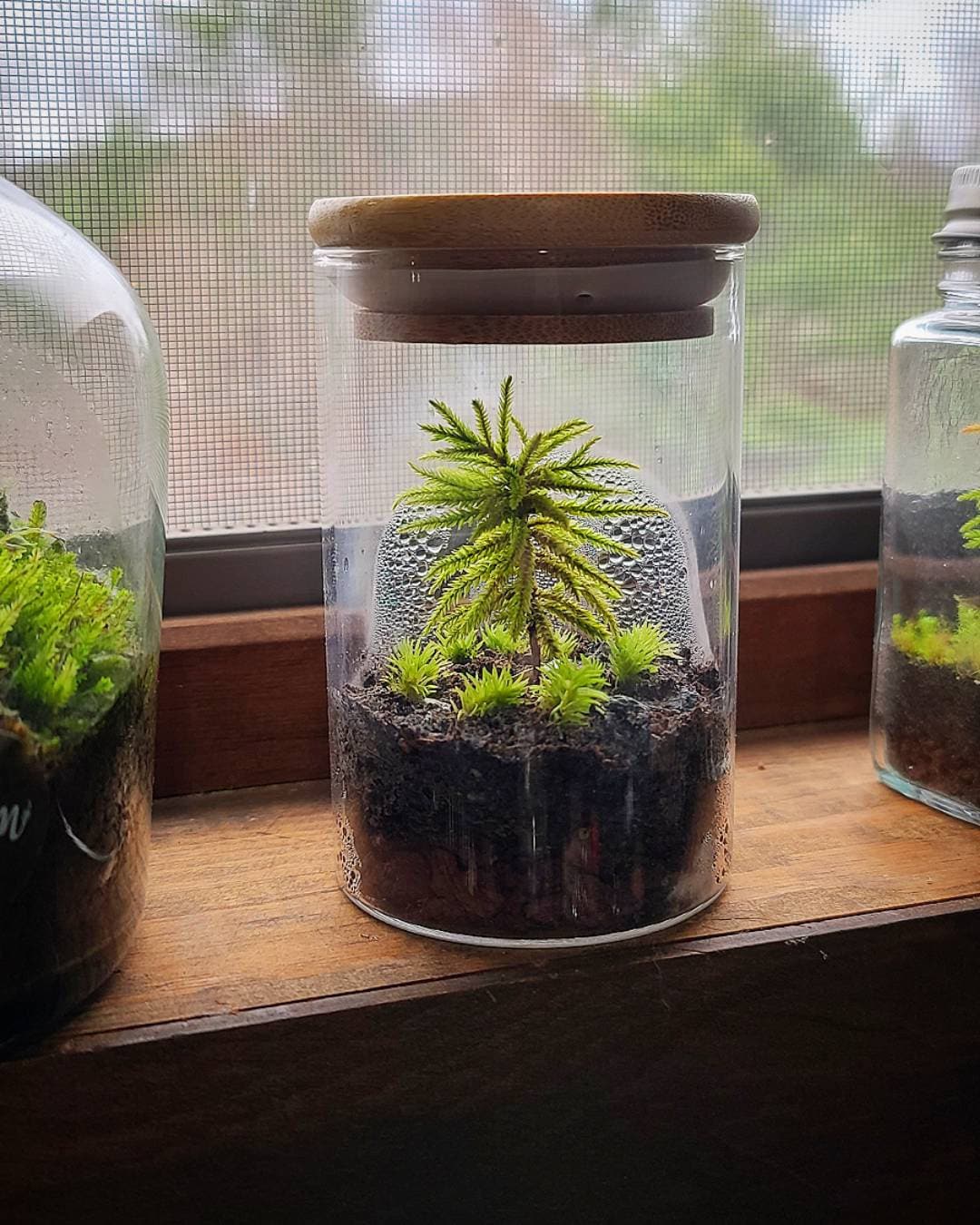 Mini terrarium I made using moss (and other plants) I found on walls and in  the park : r/Mosses
