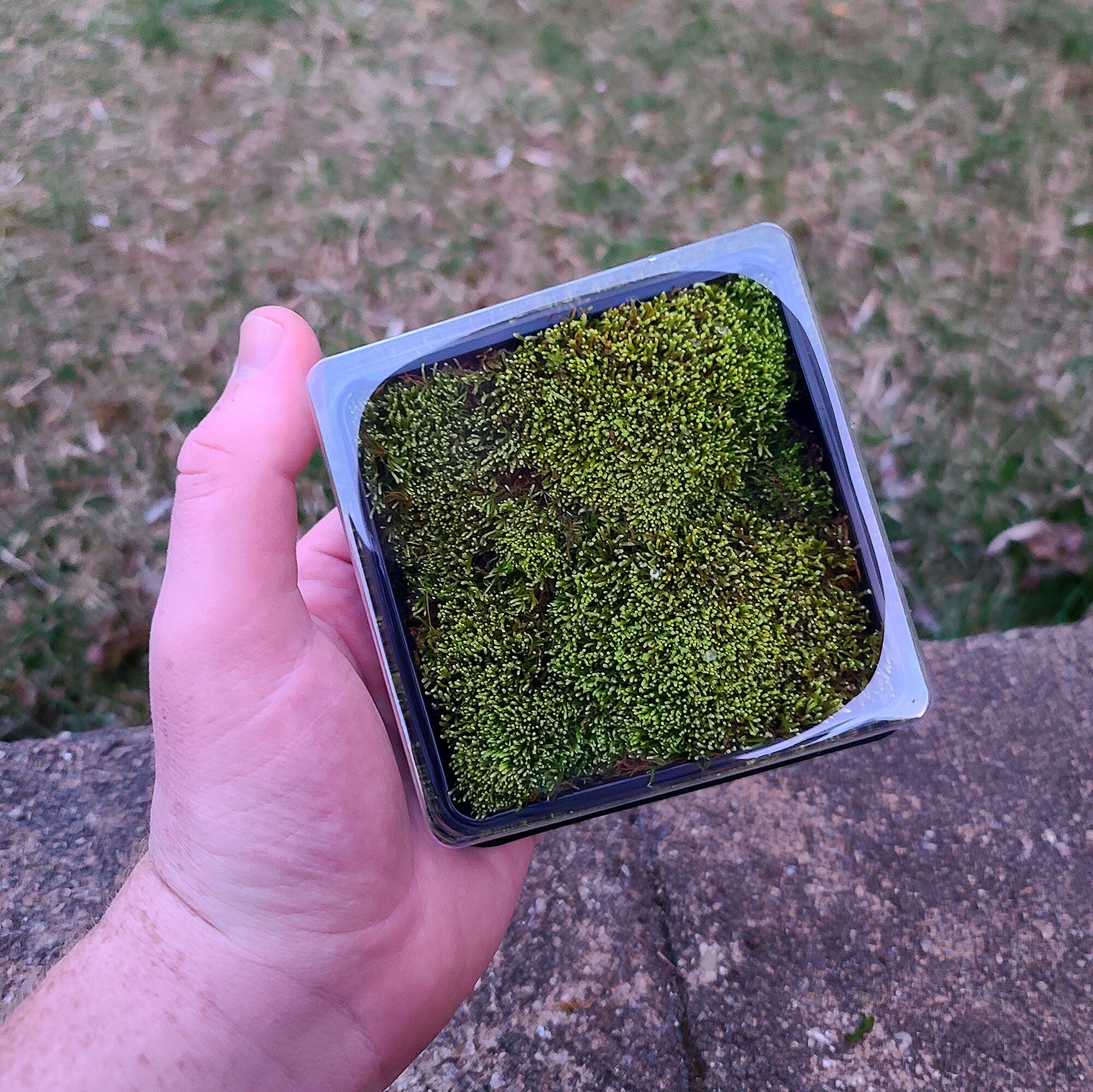 Yellow Yarn Moss (Anomodon Rostratus) Hardy Live Moss for Terrarium