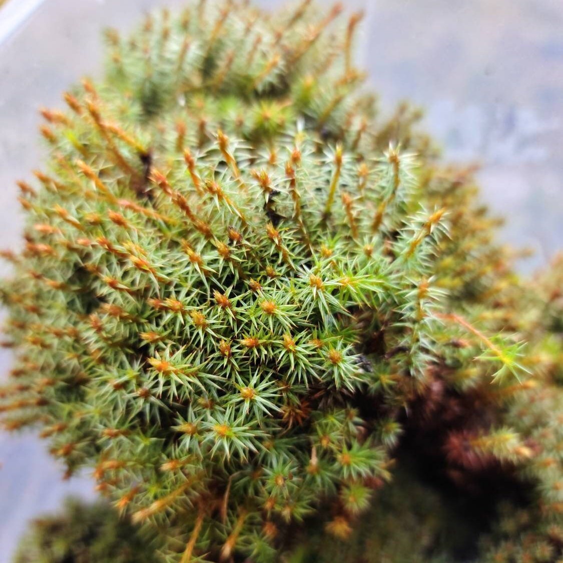 Juniper Haircap Moss (Polytrichum Junipernum) Live Moss for Terrarium