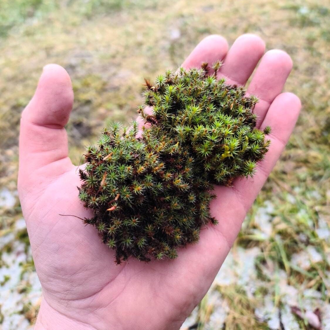 Juniper Haircap Moss (Polytrichum Junipernum) Live Moss for Terrarium