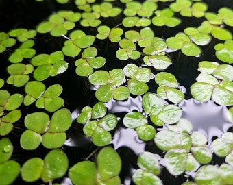 Giant Duckweed (Spirodela Polyrhiza) Floating Aquatic Plant for Aquarium, Vivarium, Pond, Aquascape