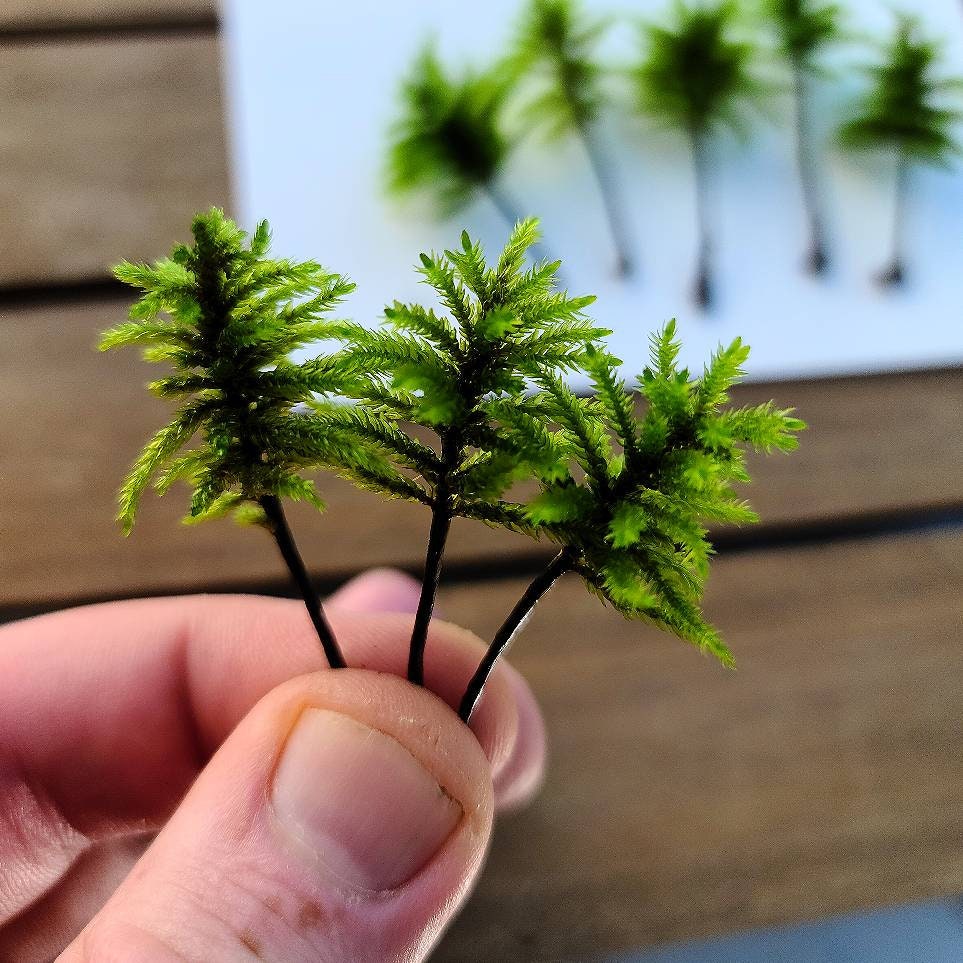 Tree Moss (Climacium Americanum / Dendroides) Rare Live Moss for