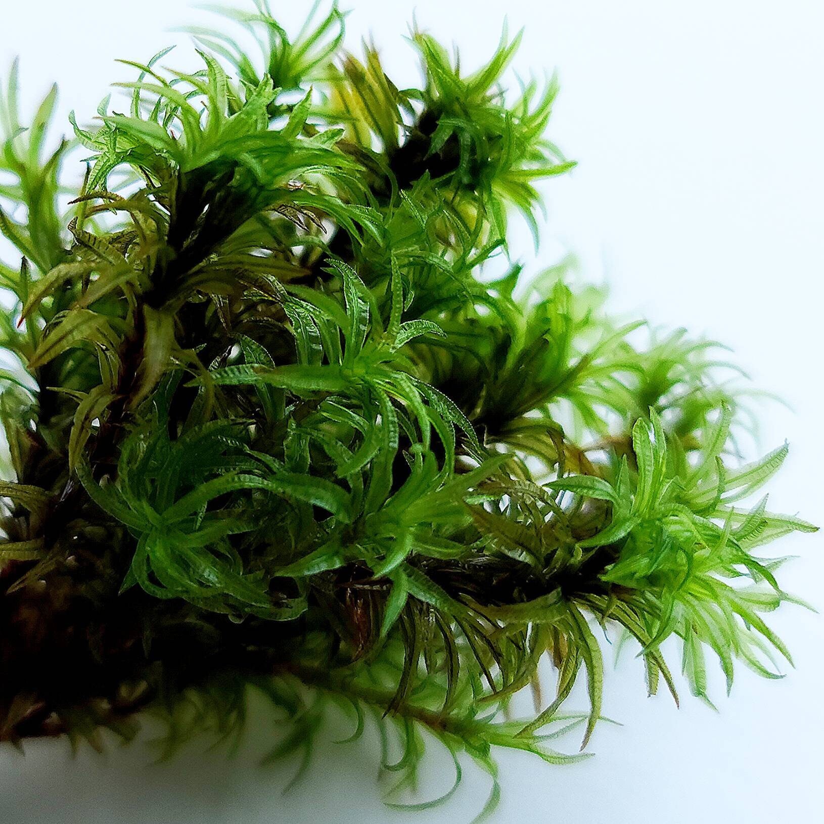 Atrichum Spp. (Altecristatum, Angustatum) Live Moss for Terrarium