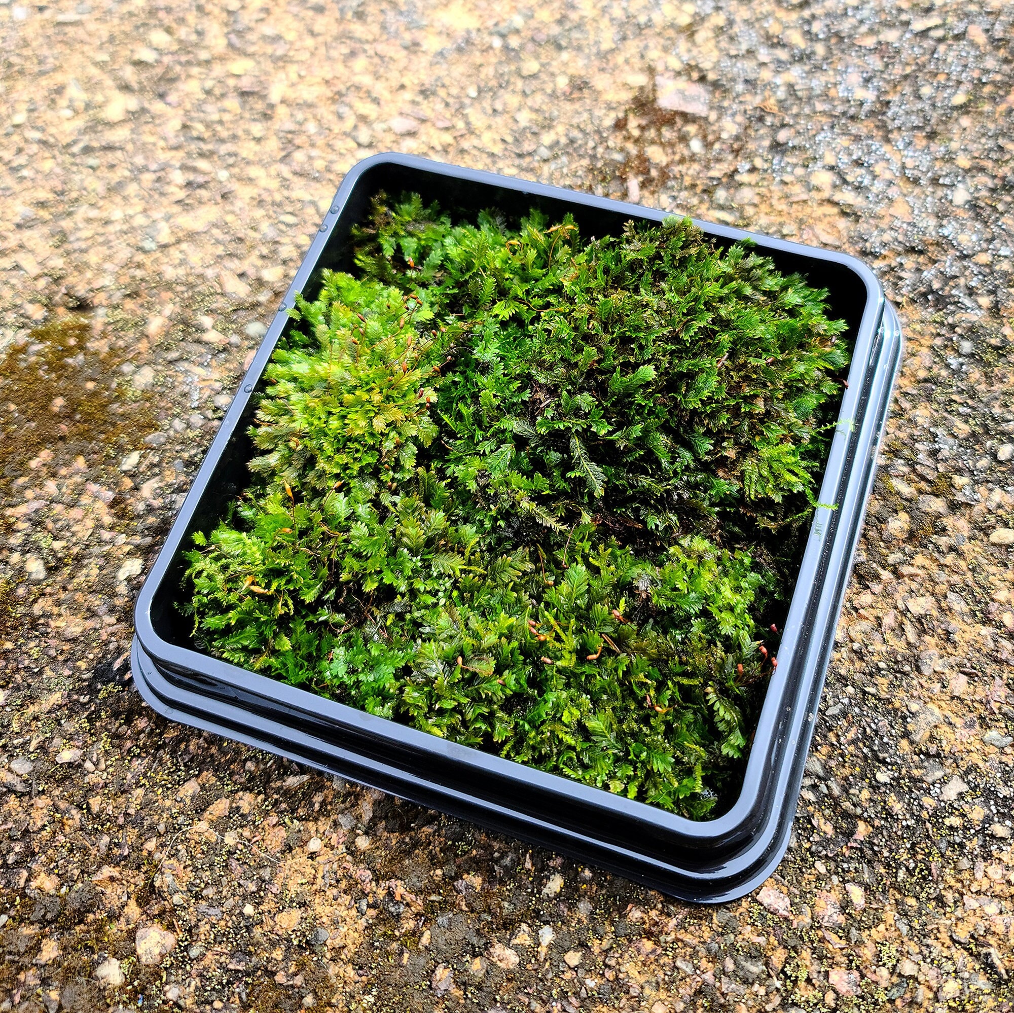 Terrarium moss Fissidens taxifolius Great Pocket-moss with Phytosanitary  certification and Passport, grown by moss supplier