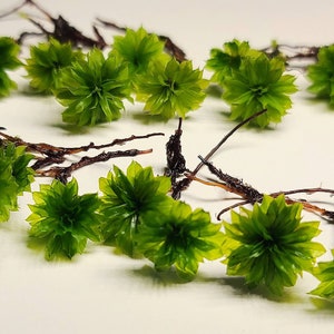 Rose Moss (Rhodobryum Ontariense) Rare Delicate Live Moss for Terrarium Vivarium Riparium Paludarium (10/20 Plants)