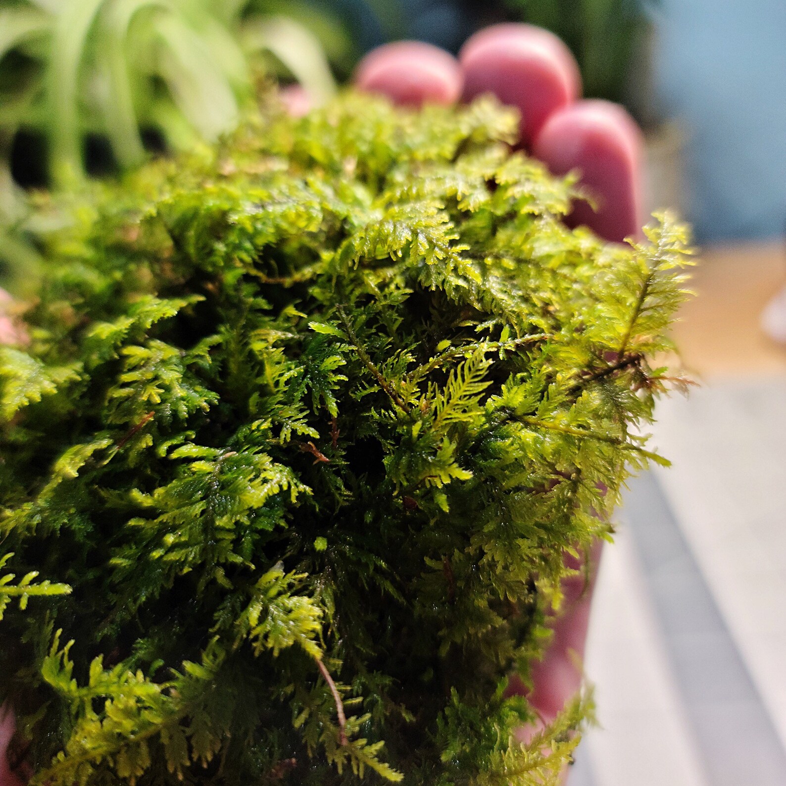Delicate Fern Moss Thuidium Delicatulum Live Moss for Etsy