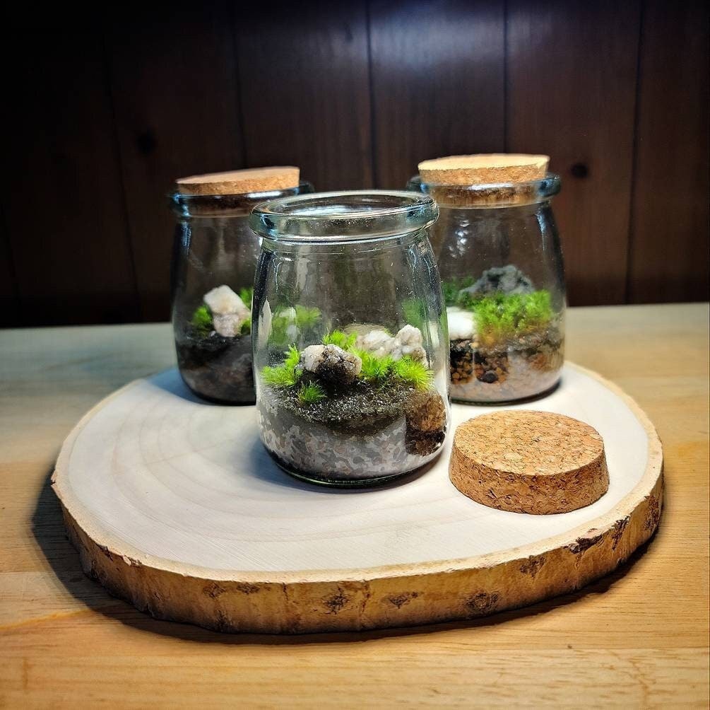 The Little Tree Terrarium Kit by Green Mountain Moss - Live Moss Terrarium  Self Sustaining Kit DIY Climacium Dendroides Americanum Tree Moss