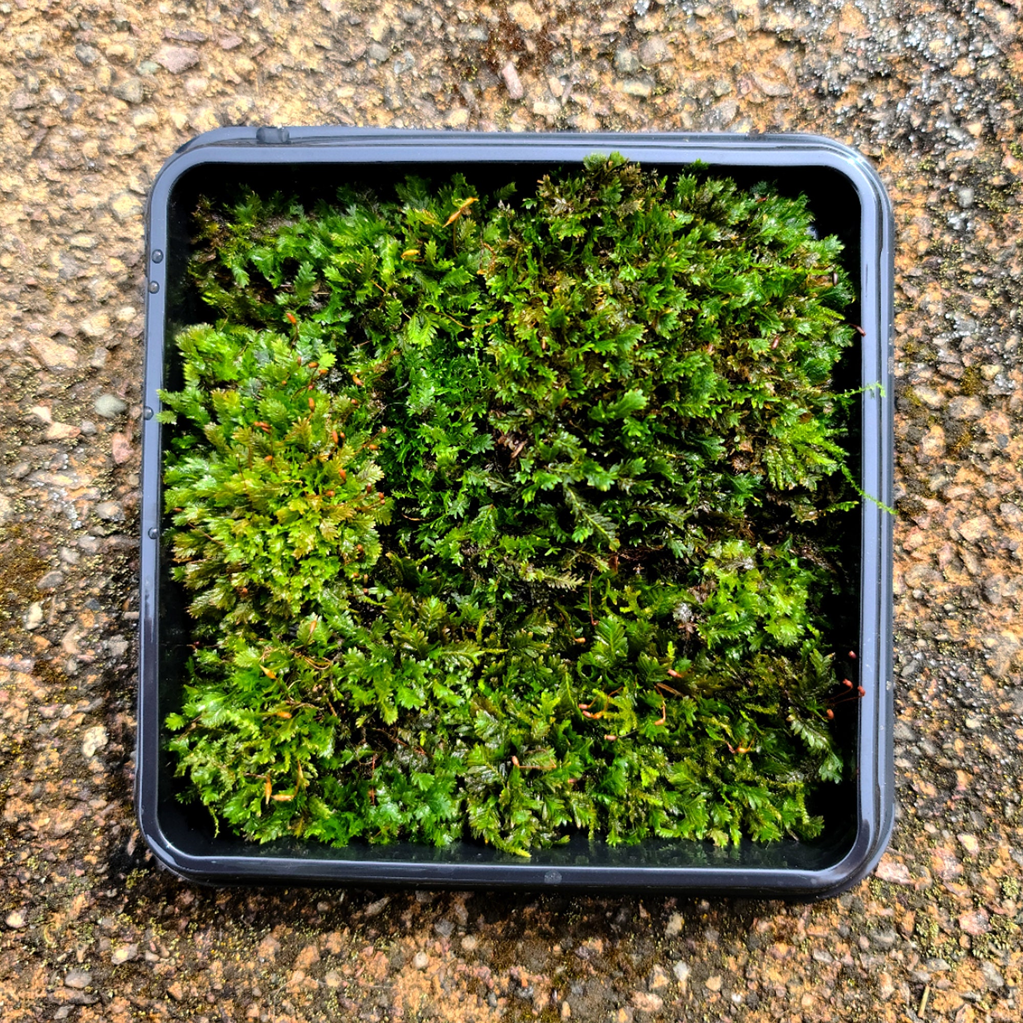 Tree Moss climacium Americanum / Dendroides Rare Live Moss for Terrarium,  Terrarium Moss, Live Moss for DIY Terrarium 