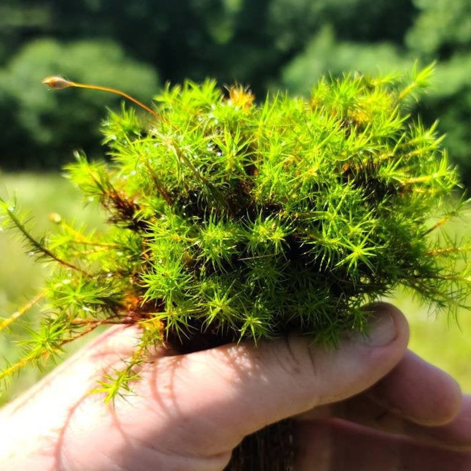 haircap download free haircap download free