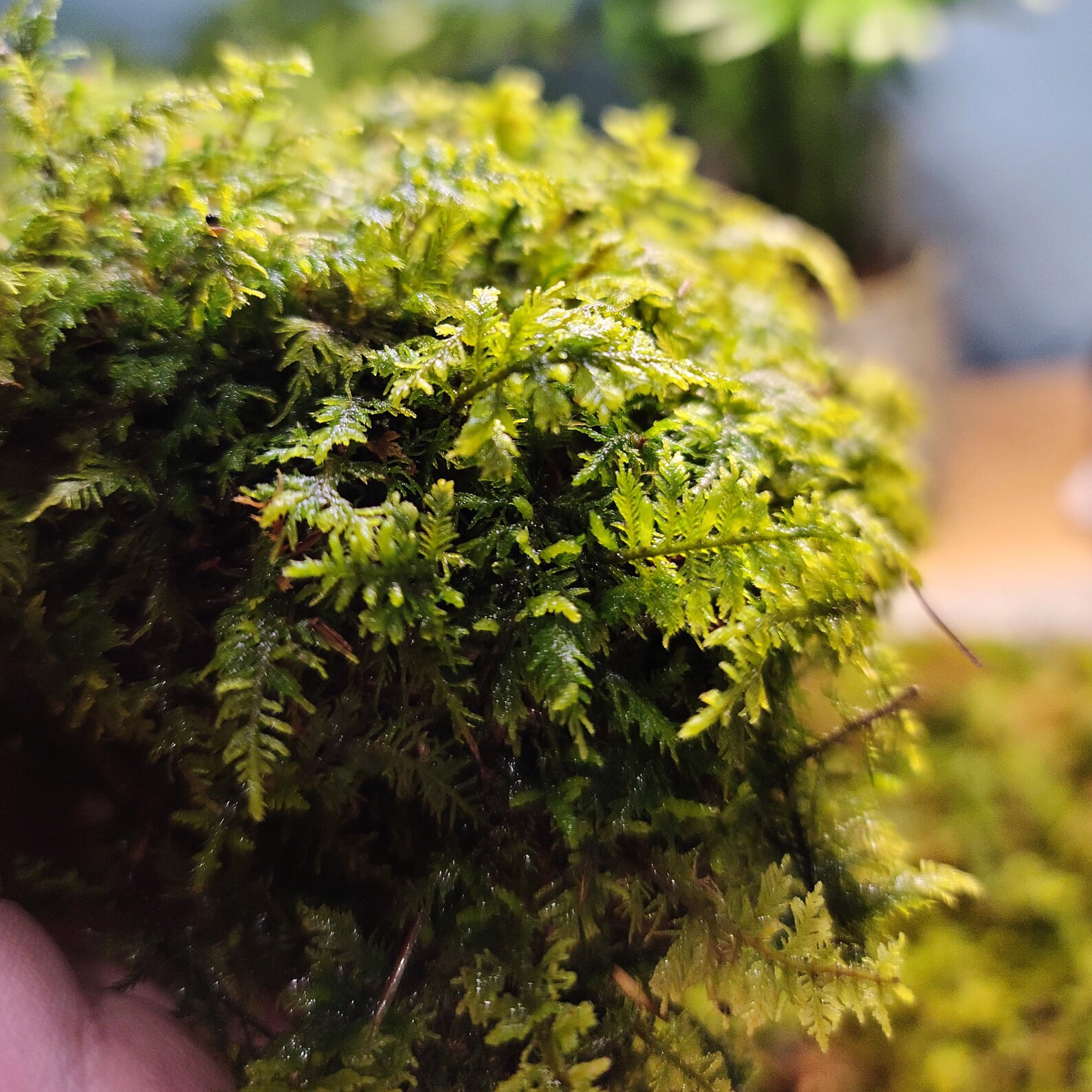 Delicate Fern Moss Thuidium Delicatulum Live Moss for Etsy