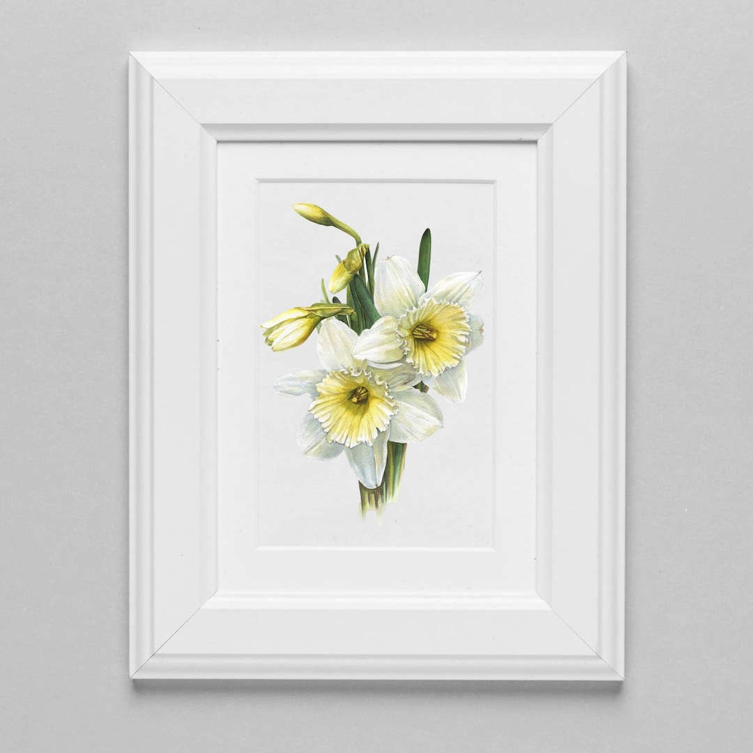 Daffodils Original Watercolor by Artist Olha Mi Corazon, Realistic