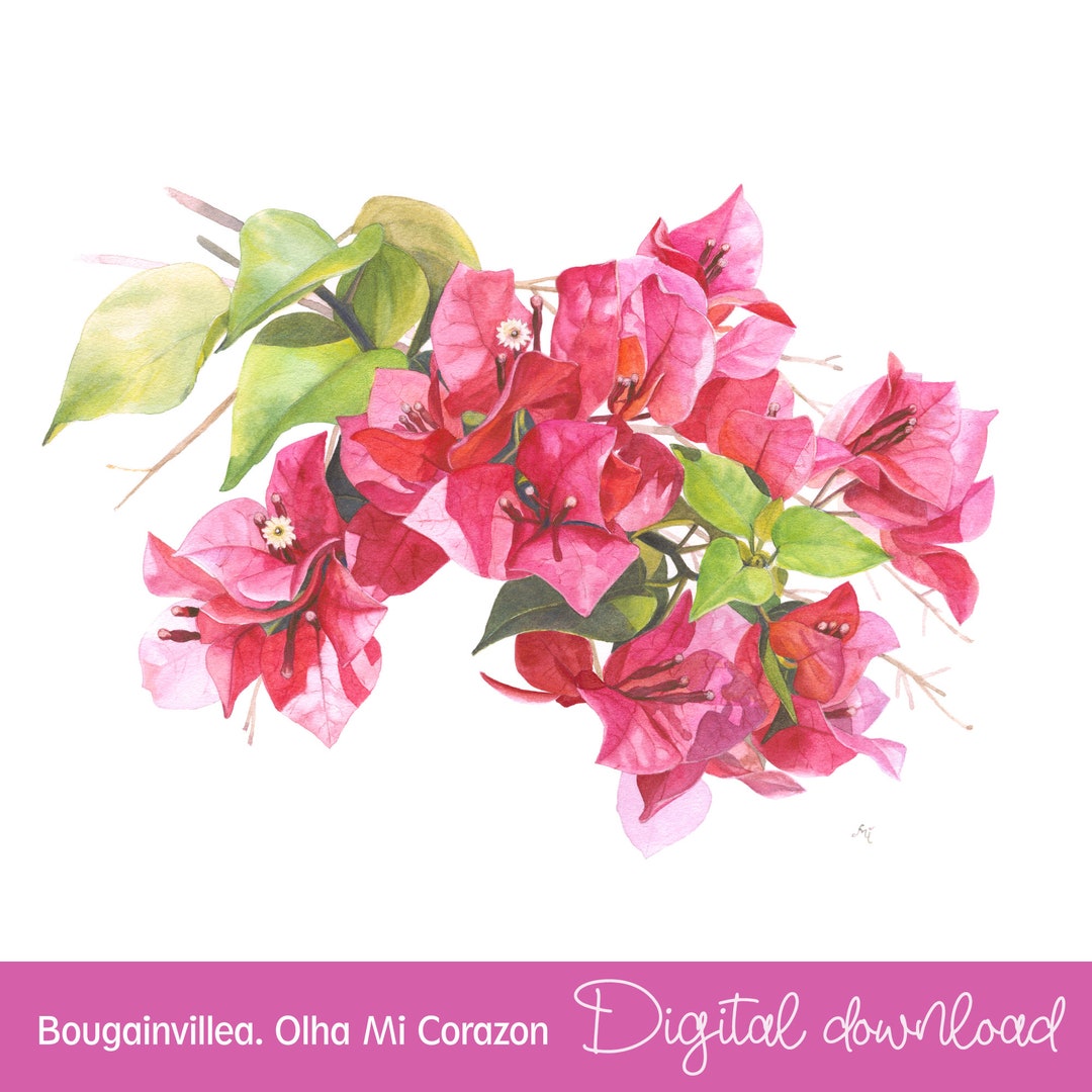 Bougainvillea. Watercolor Flower Print. Artist Olha Mi Corazon