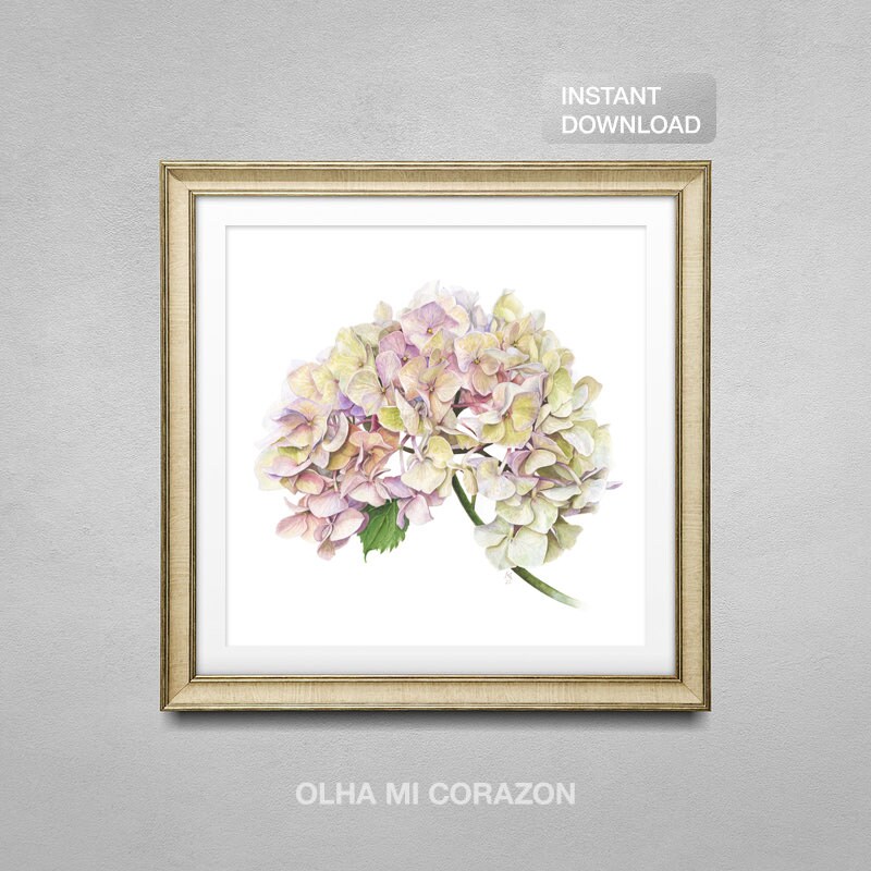 HYDRANGEA. Olha Mi Corazon. Botanical Print From Original Etsy