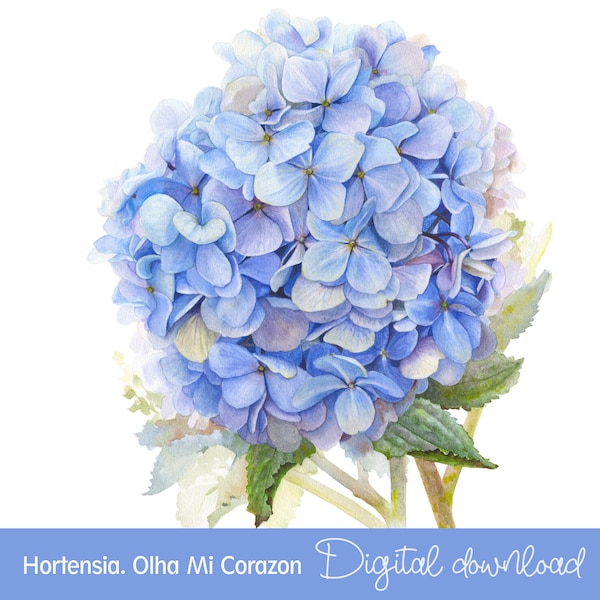 Blue Hortensia. digital file. Original watercolor by Mi Corazon. Blue flower wall art. Hydrangea watercolor for printing. instant download