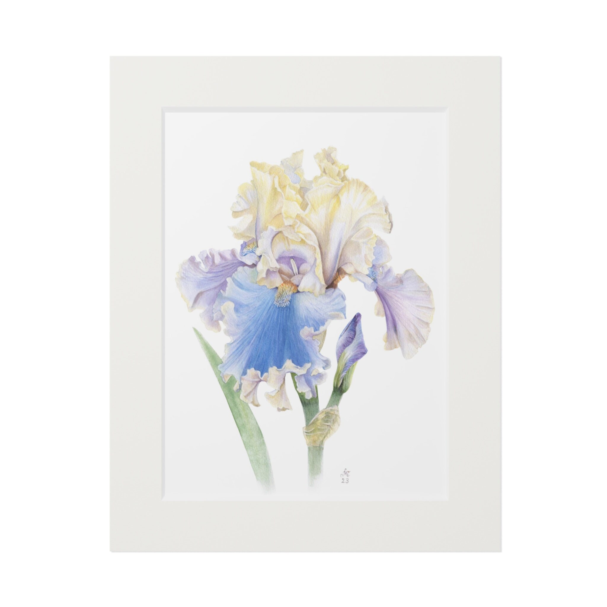 Blue Iris. Watercolor Flower Print. Artist Olha Mi Corazon. Etsy