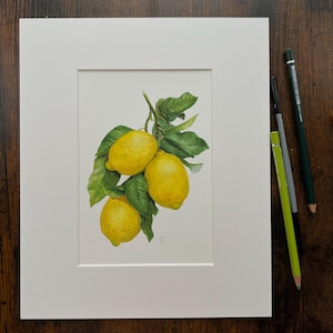 The Sun of Sorrento, lemons, reproduction, Watercolor flower fine art print from artist, Living Room Print, Botanical flower hand painting