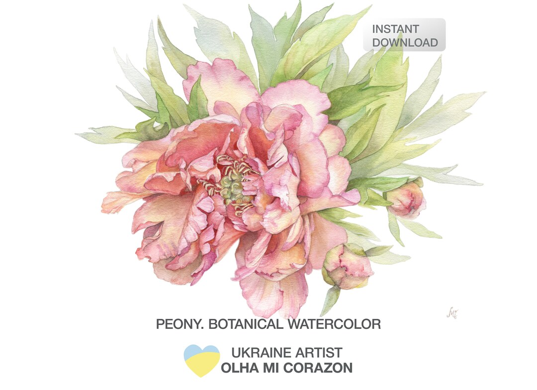 Peony. Artist Olha Mi Corazon. Botanical Print From Watercolor Etsy