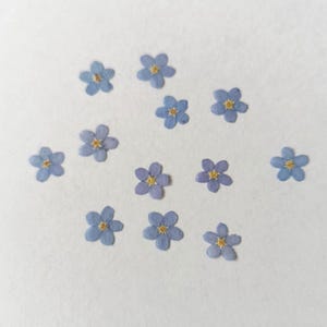 May include: A collection of small, dried forget-me-not flowers arranged on a white surface. The delicate blue petals with yellow centers create a soft, natural aesthetic. These flowers are often used in crafts and floral arrangements.