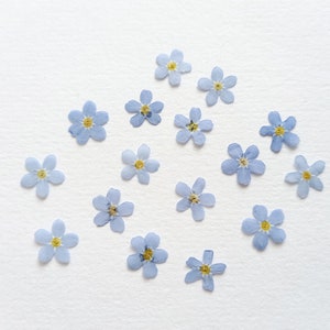 Fleurs pressées pour myosotis 10/15/20 pièces, vraies fleurs bleues séchées, mini fleurs pour travaux manuels en résine, fabrication de cartes d'invitation de mariage, myosotis
