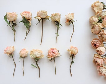 7pcs Dried Tiny Roses, Dried Beige Pink Roses, Dried Mini Rose