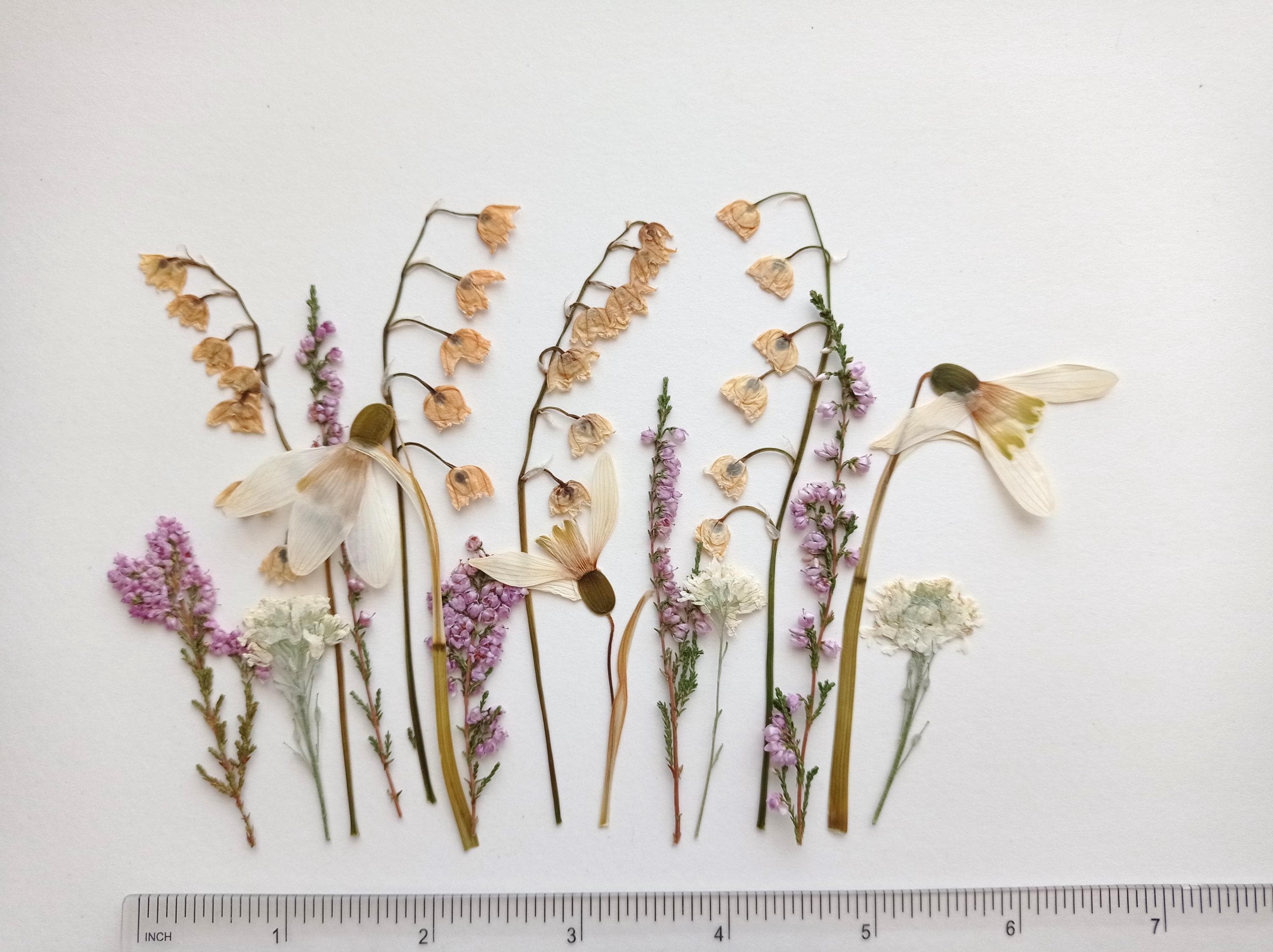 押し花ワイルドフラワーセット、ピンクヘザー、スズラン、ヴィンテージ