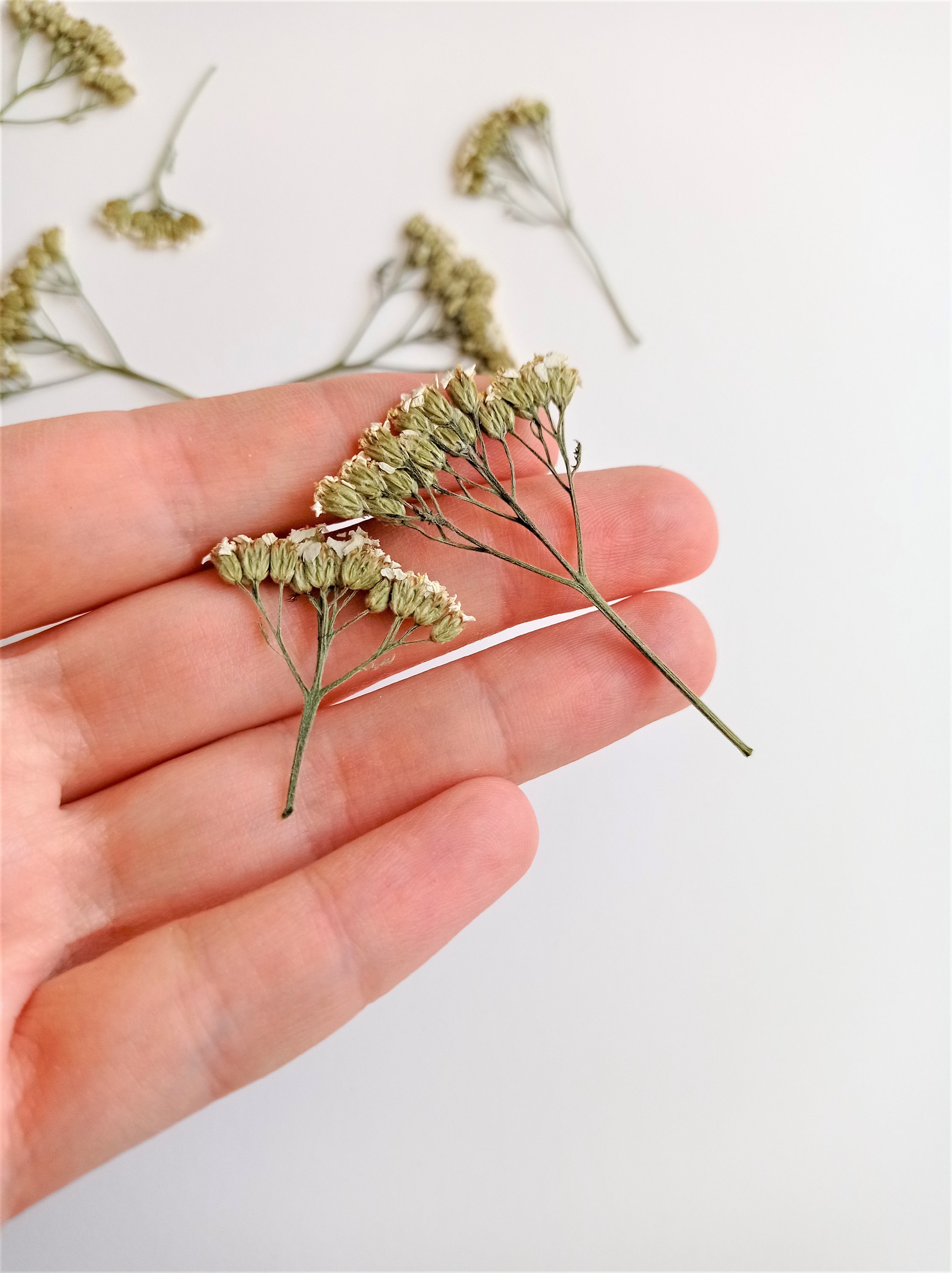 Pressed Yarrow Flowers: Ivory Dried Botanicals (15pcs) - Etsy