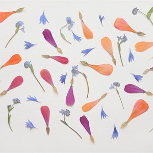 Pressed tiny flowers 40pcs, Dried multicolor flower set, Dried pressed mini flowers for resin