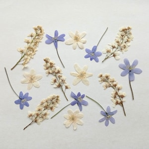 Fleurs blanches pressées séchées 15 pcs, Petites fleurs sauvages bleues pressées, Fleurs et feuilles pressées ivoire, Scrapbooking, Fleur en résine
