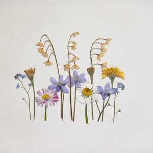 Ensemble de fleurs sauvages pressées séchées, fleurs roses séchées, fleurs pastel pressées, mélange de fleurs vintage pressées, art floral séché, fleurs pour bougies