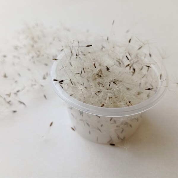 80ml (2.7oz) box dried dandelion seeds with wisps, Tiny dried flowers box for resin jewelry, Craft supply, Grey dandelion seeds