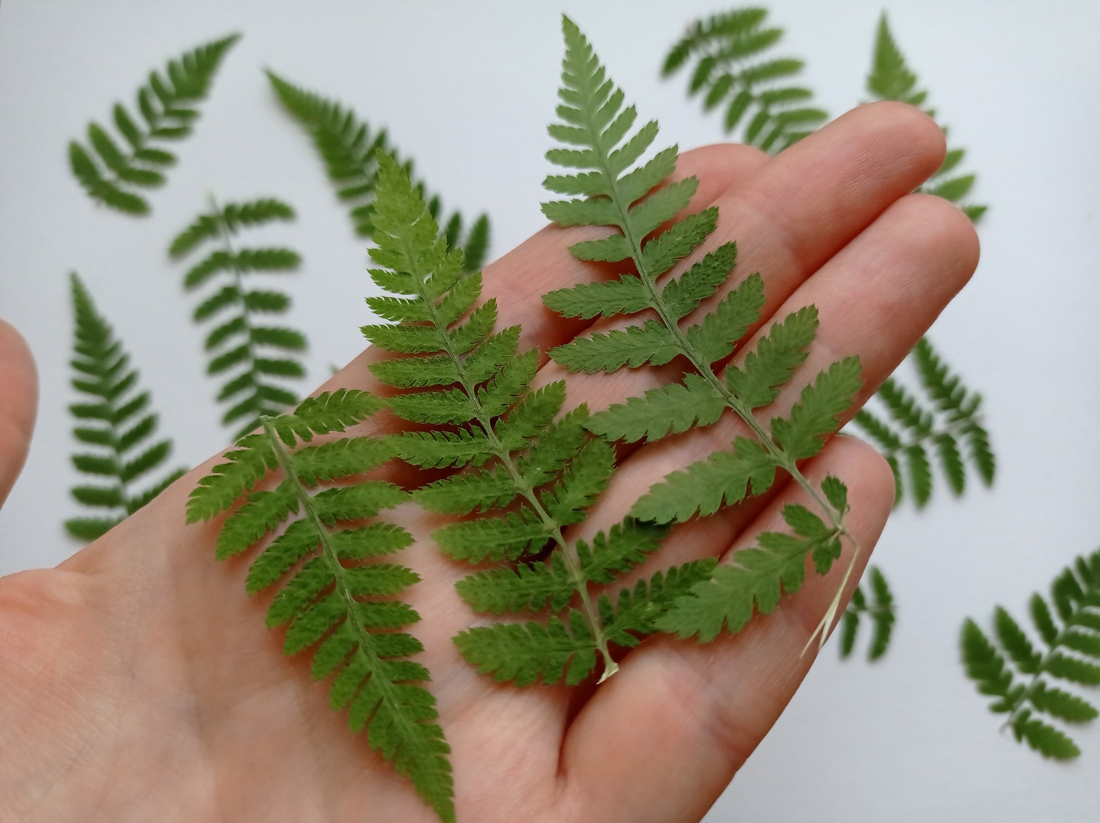 15pcs dried fern leaves Natural pressed fern feathers Dried Etsy