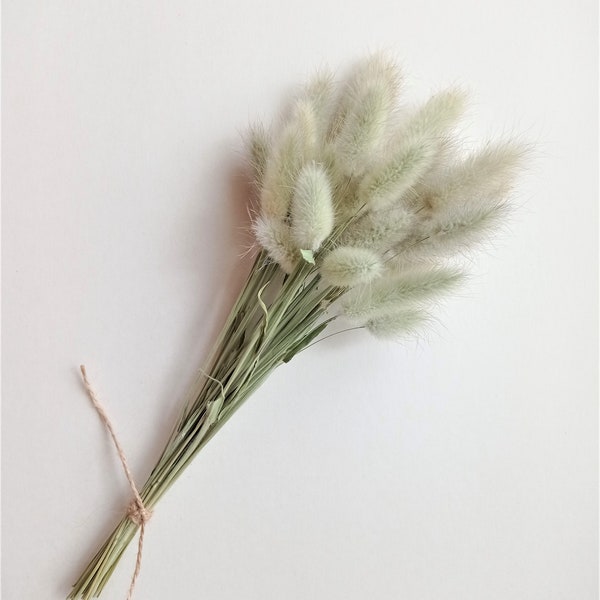 Bunny tails grass 25pcs, Lagurus, Natural green bunny tails, Dried rustic flower bouquet, Dried flower bunch