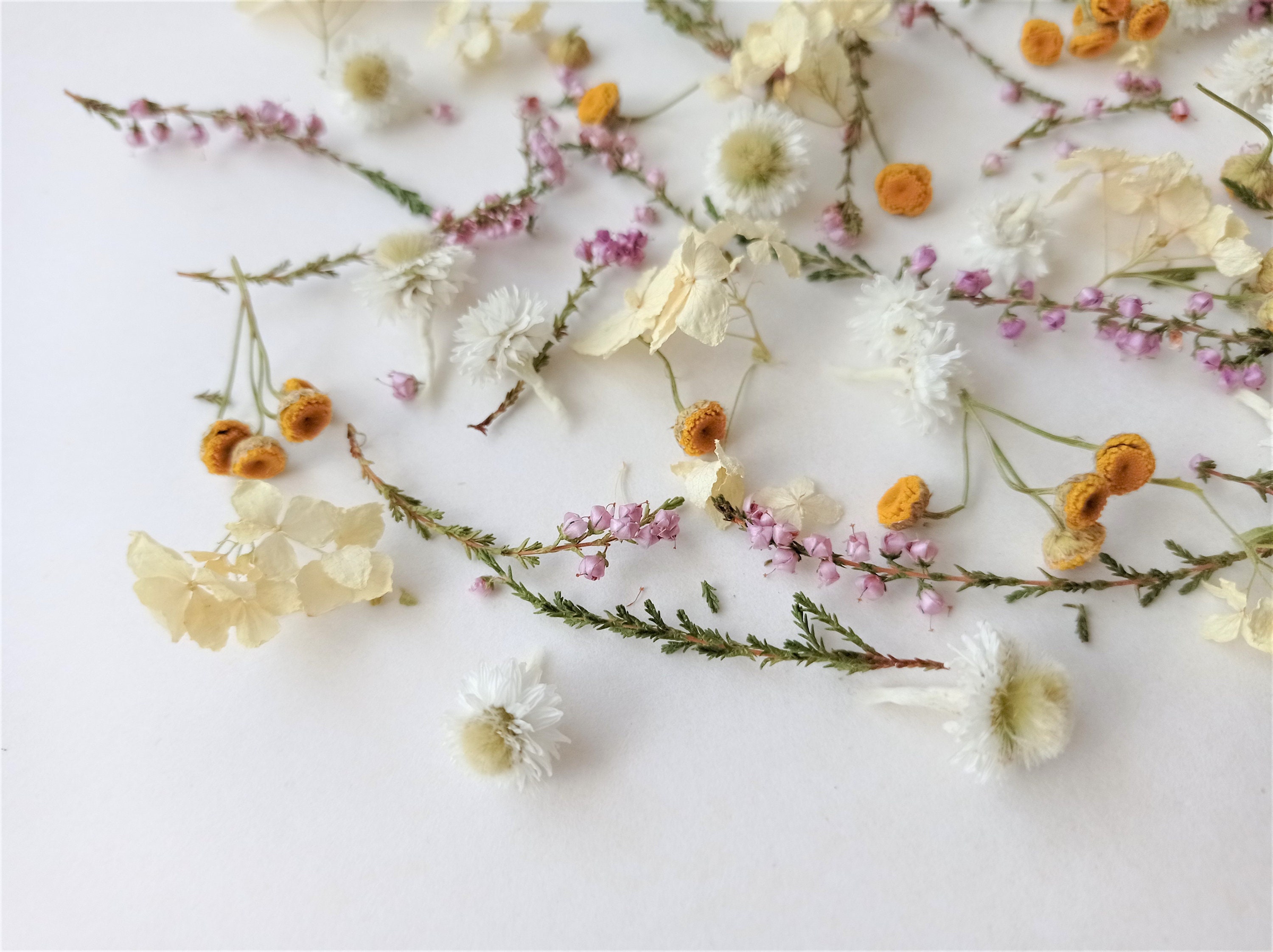 Dried and Preserved Florals — KB Flowers
