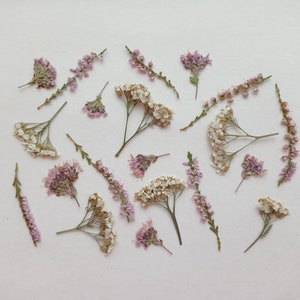 Lot de 20 fleurs pressées, mélange de fleurs d'été pressées séchées, fleurs délicates pressées en vrac, verdure pressée, plantes botaniques pressées