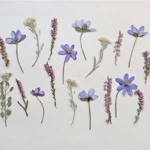 Op de afbeelding: Een verzameling geperste bloemen, waaronder paarse en witte bloesems, gerangschikt op een witte achtergrond.