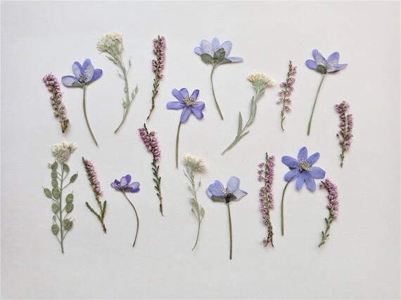 Unique Handpicked Pressed Wildflower Set, Colorful Dried Flowers for Crafts (20pcs)