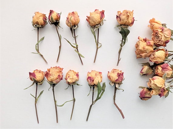 Tiny Roses 5pcs, Dried Mini Yellow Red Roses With Stems, Dried Small  Vintage Roses for Decors 