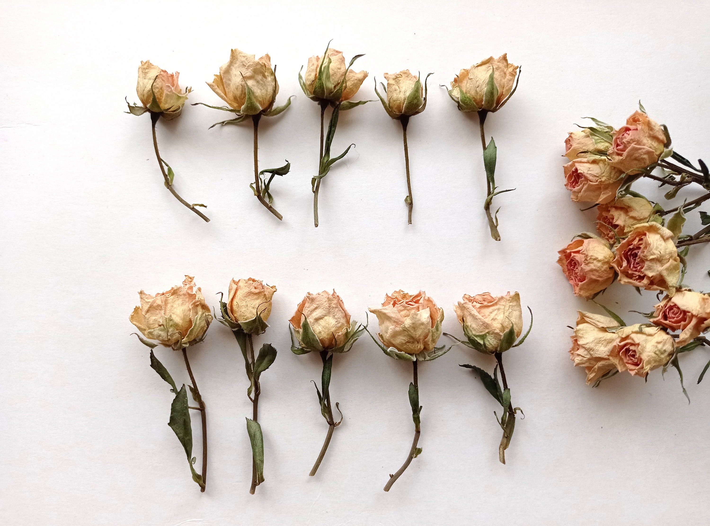 5pcs Dried Tiny Beige Roses, Mini Peach Color Roses, Bulk Petite Roses for  Wedding 