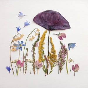 Fiori di campo pressati, Fiori per resina, Fiori di campo pressati per artigianato, Fiori per inviti, Fiori per candele