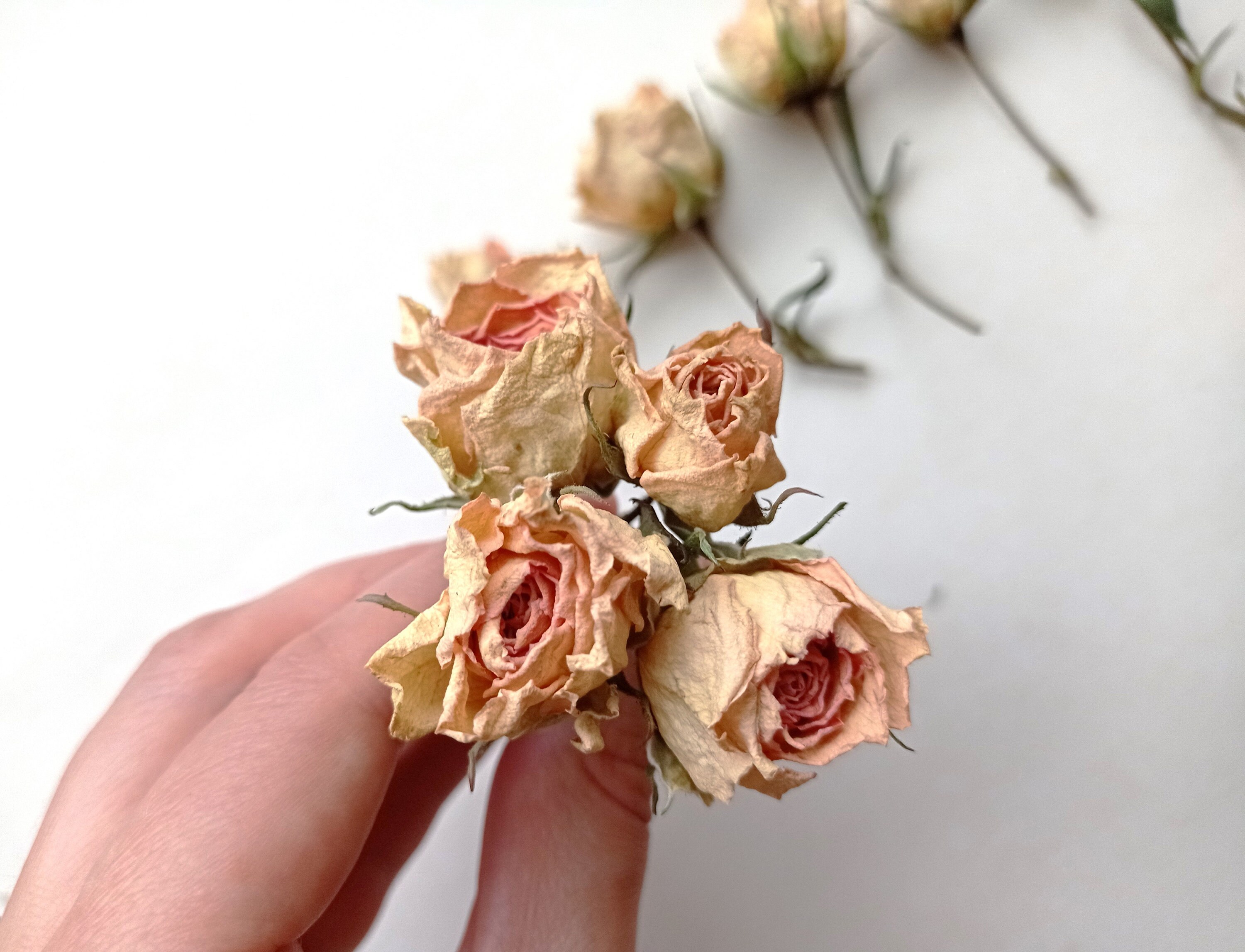 5pcs Dried Mini Roses, Dried Orange Roses, Tiny Dried Yellow Roses for  Crafts -  Israel